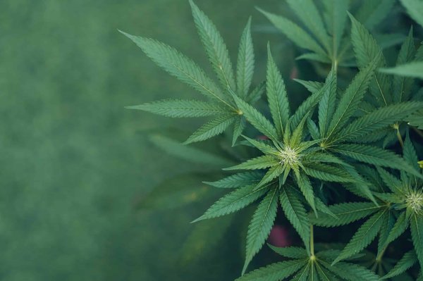 Meilleures astuces pour choisir sa fleur ou résine