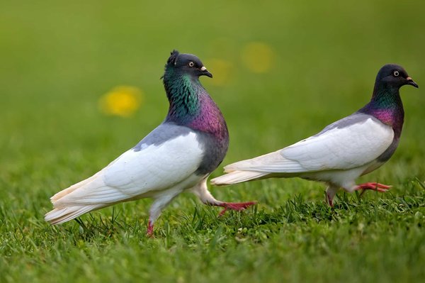 Quel répulsif à pigeon utiliser pour protéger votre jardin ?